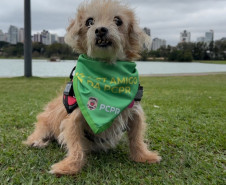 Cães policiais e resgates de animais: duas frentes de proteção da PCPR
