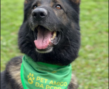 Cães policiais e resgates de animais: duas frentes de proteção da PCPR