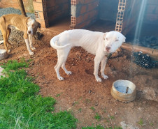 PCPR resgata quatro cães vítimas de maus-tratos em Francisco Beltrão