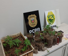 PCPR e PMPR prendem em flagrante homem por tráfico de drogas em Nova Olímpia