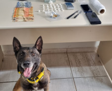 PCPR e GCM prendem duas pessoas em flagrante e apreende entorpecente em Ponta Grossa