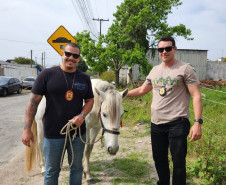 PCPR resgata cavalo vítima de maus-tratos em Pinhais