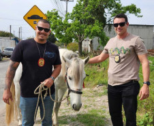 PCPR resgata cavalo vítima de maus-tratos em Pinhais