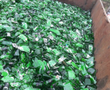 PCPR destroi mais de 300 mil garrafas de bebidas durante ação contra comércio irregular em Curitiba e RMC