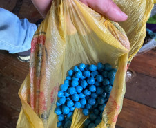 PCPR prende homem em flagrante por tráfico de drogas em Francisco Beltrão 