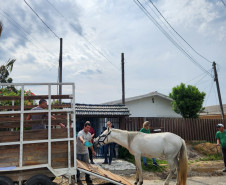 PCPR resgata cavalo vítima de maus-tratos em Pinhais