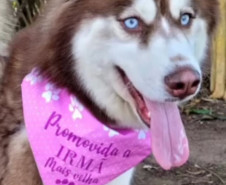 PCPR realizou operação a fim de encontrar Maya uma husky desaparecida em Araucária