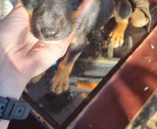 PCPR prende mulher em flagrante por maus tratos aos animais em Campina da Lagoa