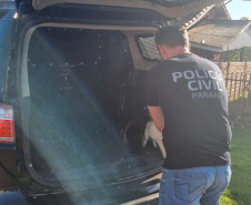 PCPR prende mulher em flagrante por maus tratos aos animais em Campina da Lagoa