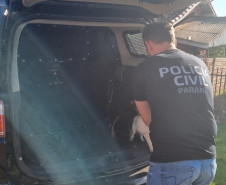 PCPR prende mulher em flagrante por maus tratos aos animais em Campina da Lagoa