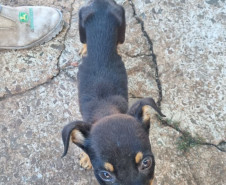 PCPR prende mulher em flagrante por maus tratos aos animais em Campina da Lagoa