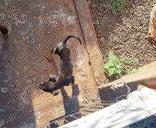 PCPR prende mulher em flagrante por maus tratos aos animais em Campina da Lagoa