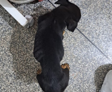 PCPR prende mulher em flagrante por maus tratos aos animais em Campina da Lagoa