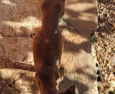 PCPR prende mulher em flagrante por maus tratos aos animais em Campina da Lagoa