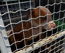 PCPR resgata dois cães que estavam em situação de maus tratos em Pitanga