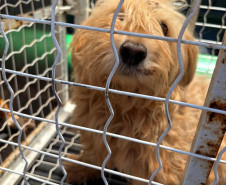 PCPR resgata dois cães que estavam em situação de maus tratos em Pitanga