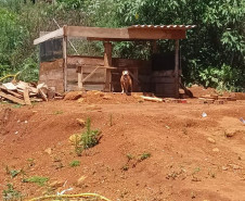 PCPR resgata dois cães que estavam em situação de maus tratos em Pitanga