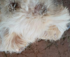 PCPR resgata dois cães que estavam em situação de maus tratos em Pitanga