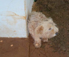 PCPR resgata dois cães que estavam em situação de maus tratos em Pitanga
