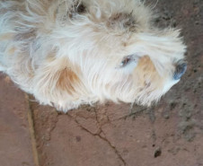 PCPR resgata dois cães que estavam em situação de maus tratos em Pitanga