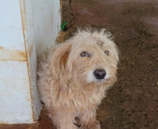PCPR resgata dois cães que estavam em situação de maus tratos em Pitanga