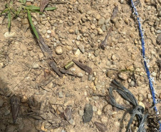 PCPR, PMPR e CBMPR encontra corpo de homem que estava desaparecido em Palmeira