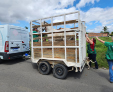 PCPR prende homem e resgata cavalo vítima de maus-tratos em Pinhais