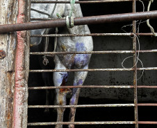 PCPR prende homem e resgata cavalo vítima de maus-tratos em Pinhais