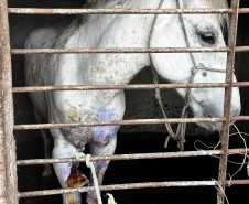 PCPR prende homem e resgata cavalo vítima de maus-tratos em Pinhais