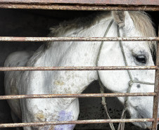 PCPR prende homem e resgata cavalo vítima de maus-tratos em Pinhais