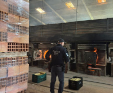 PCPR incinera 114 quilos de drogas apreendidas em Araucária