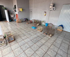 PCPR, PMPR e IAT resgatam 36 aves silvestres durante operação em Paraíso do Norte