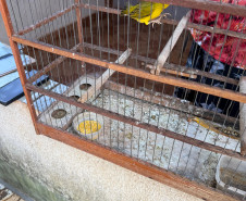 PCPR, PMPR e IAT resgatam 36 aves silvestres durante operação em Paraíso do Norte