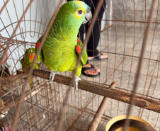 PCPR, PMPR e IAT resgatam 36 aves silvestres durante operação em Paraíso do Norte