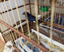PCPR, PMPR e IAT resgatam 36 aves silvestres durante operação em Paraíso do Norte