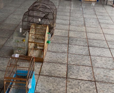 PCPR, PMPR e IAT resgatam 36 aves silvestres durante operação em Paraíso do Norte