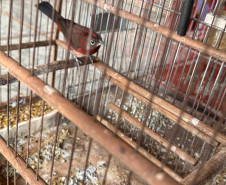 PCPR, PMPR e IAT resgatam 36 aves silvestres durante operação em Paraíso do Norte