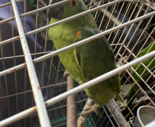 PCPR, PMPR e IAT resgatam 36 aves silvestres durante operação em Paraíso do Norte