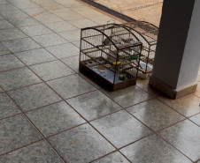 PCPR, PMPR e IAT resgatam 36 aves silvestres durante operação em Paraíso do Norte