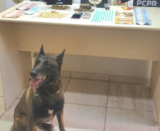 PCPR e GCM prendem em casal em flagrante por tráfico de drogas em Ponta Grossa