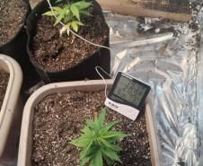 PCPR e GCM apreende cultivo de maconha durante operação com cães em Ponta Grossa