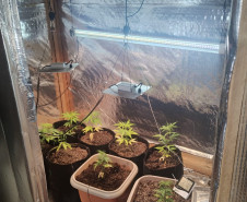 PCPR e GCM apreende cultivo de maconha durante operação com cães em Ponta Grossa