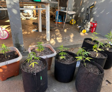 PCPR e GCM apreende cultivo de maconha durante operação com cães em Ponta Grossa