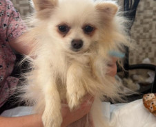 PCPR e PCIPR resgatam 50 cães em situação de maus-tratos em Piraquara