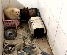 PCPR e PCIPR resgatam 50 cães em situação de maus-tratos em Piraquara