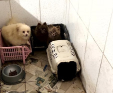 PCPR e PCIPR resgatam 50 cães em situação de maus-tratos em Piraquara
