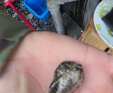 Forças de Segurança deflagram operação e prendem homem por homicídio ocorrido em Guaratuba