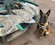 PCPR e PMPR apreendem quase 150 toneladas de drogas com apoio de cães em 2025
