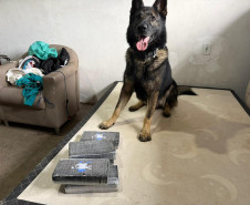 PCPR identifica envolvidos, prende mandante de duplo homicídio e apreende drogas em Matinhos