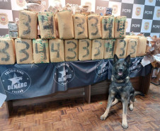 PCPR e PMPR apreendem quase 150 toneladas de drogas com apoio de cães em 2025
